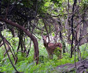 BALPAKRAM NATIONAL PARK: Where Spirits Wander and Wildlife Thrives in Meghalaya's Sacred Gorge, Garo Hills, Meghalaya